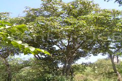 Anogeissus latifolia